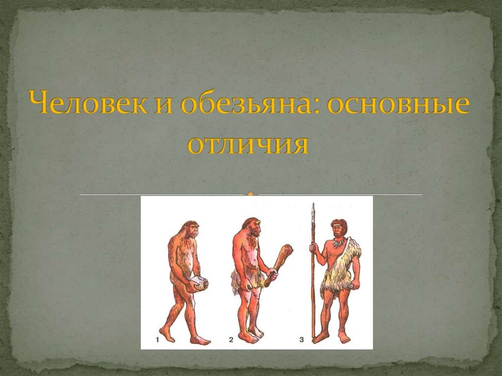 Человека от приматов отличает. Отличия человека и обезьяны. Различия человека и обезьяны.