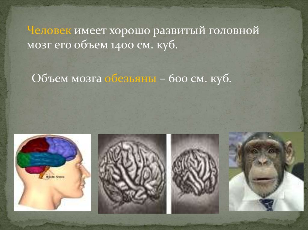 Мозг обезьяны. Объем мозга шимпанзе. Объем мозга обезьяны и человека. Объем мозга человека и приматов.