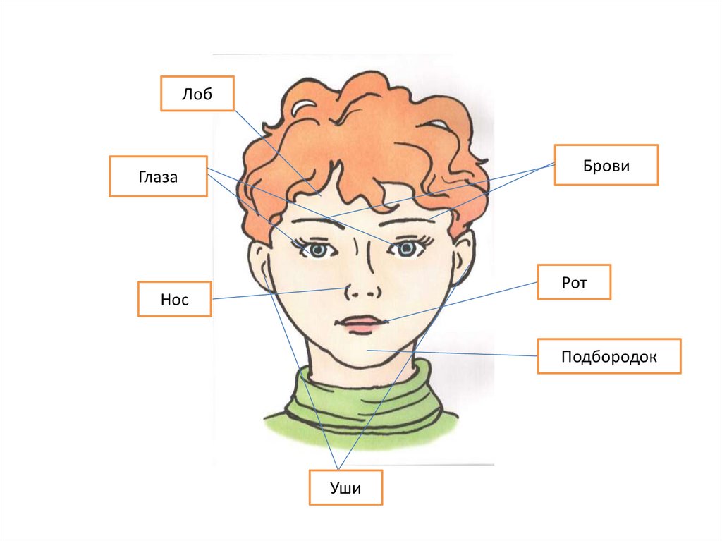 Нос рот голова уши. Части тела голова. Части лица человека для детей. Части тела лицо для детей. Лицо (часть тела).