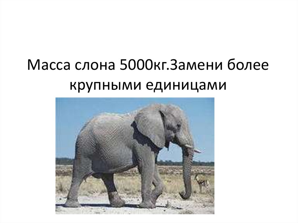 Слон сколько кг. Масса слона. Вес слона. Вес слона взрослого. Вес слонихи.