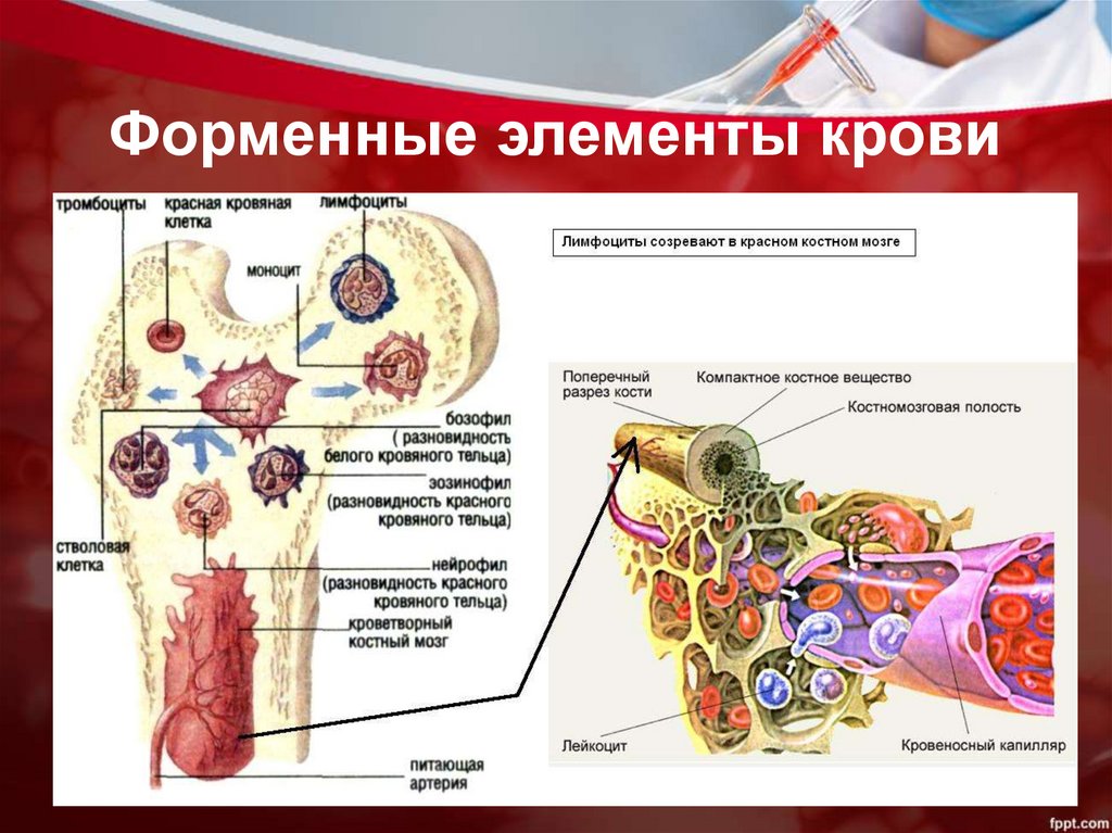 Внутренняя среда организма кровь презентация