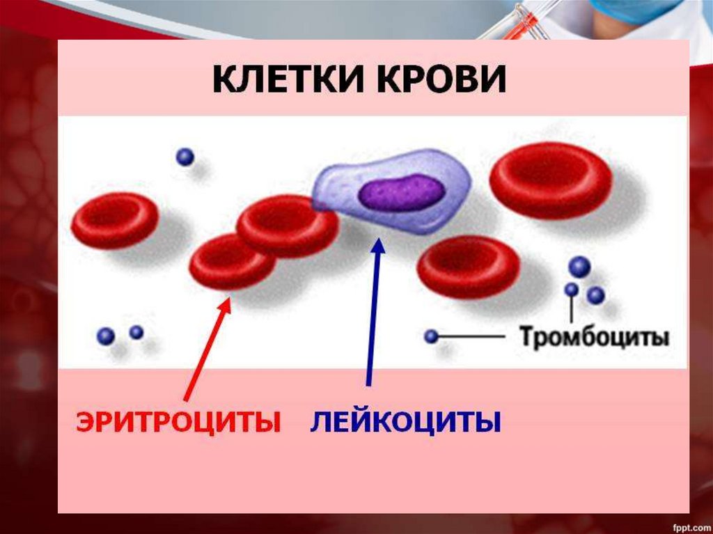 Тромбоциты картинки для презентации