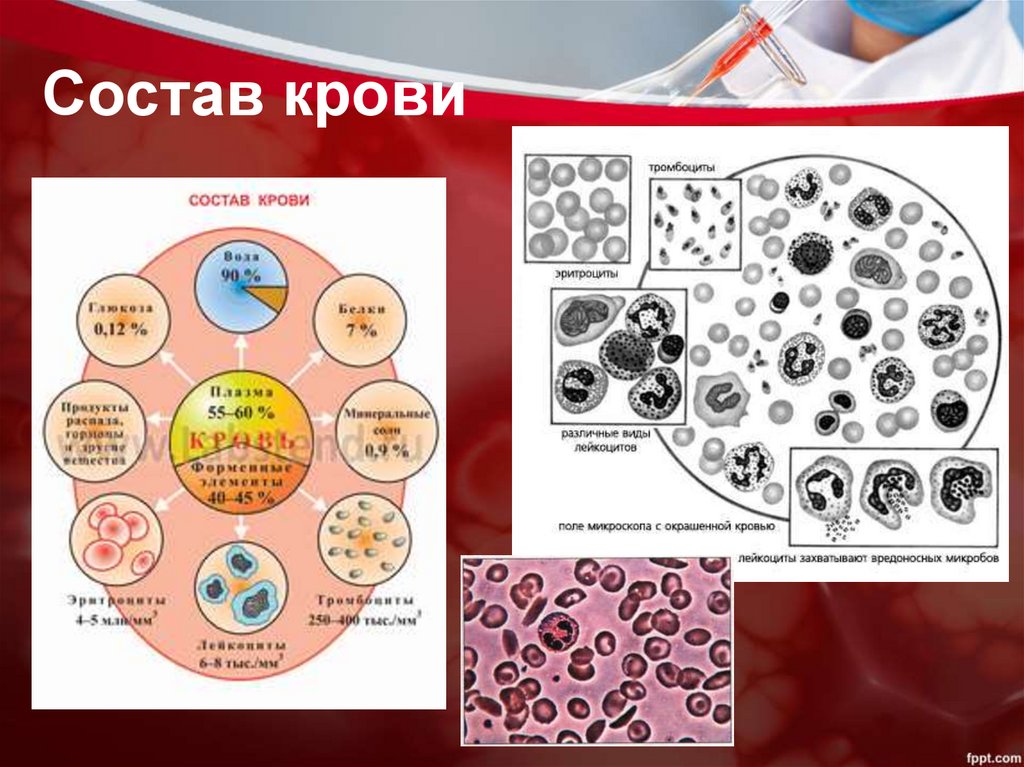 Состав крови