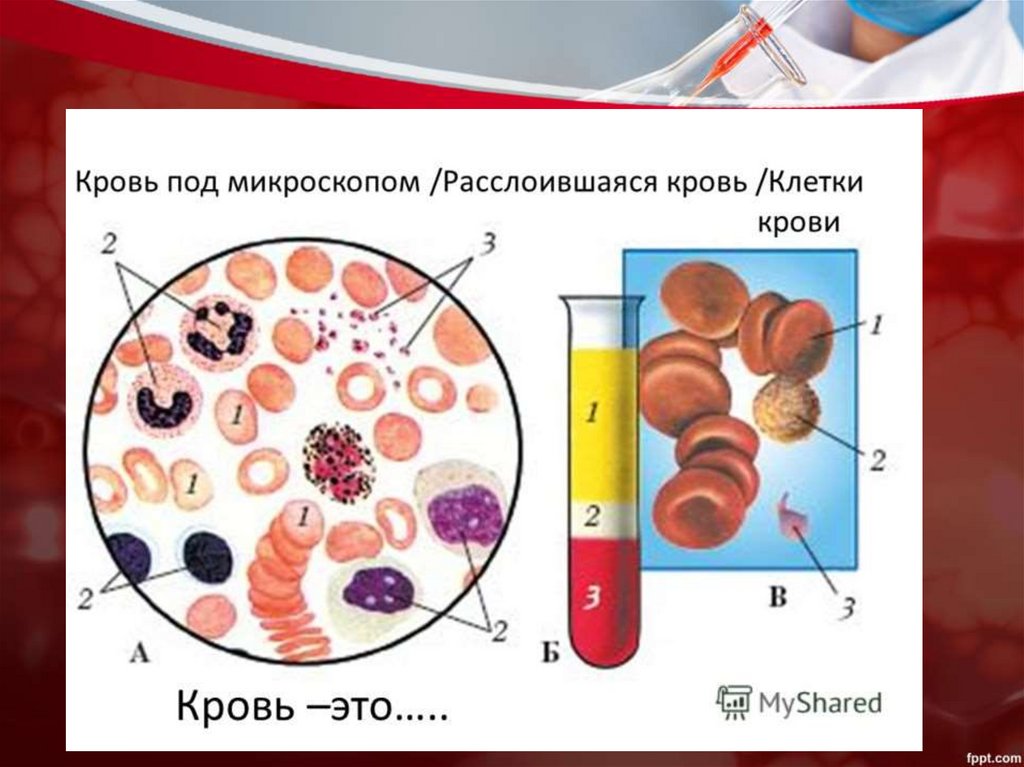 Строение крови человека схема