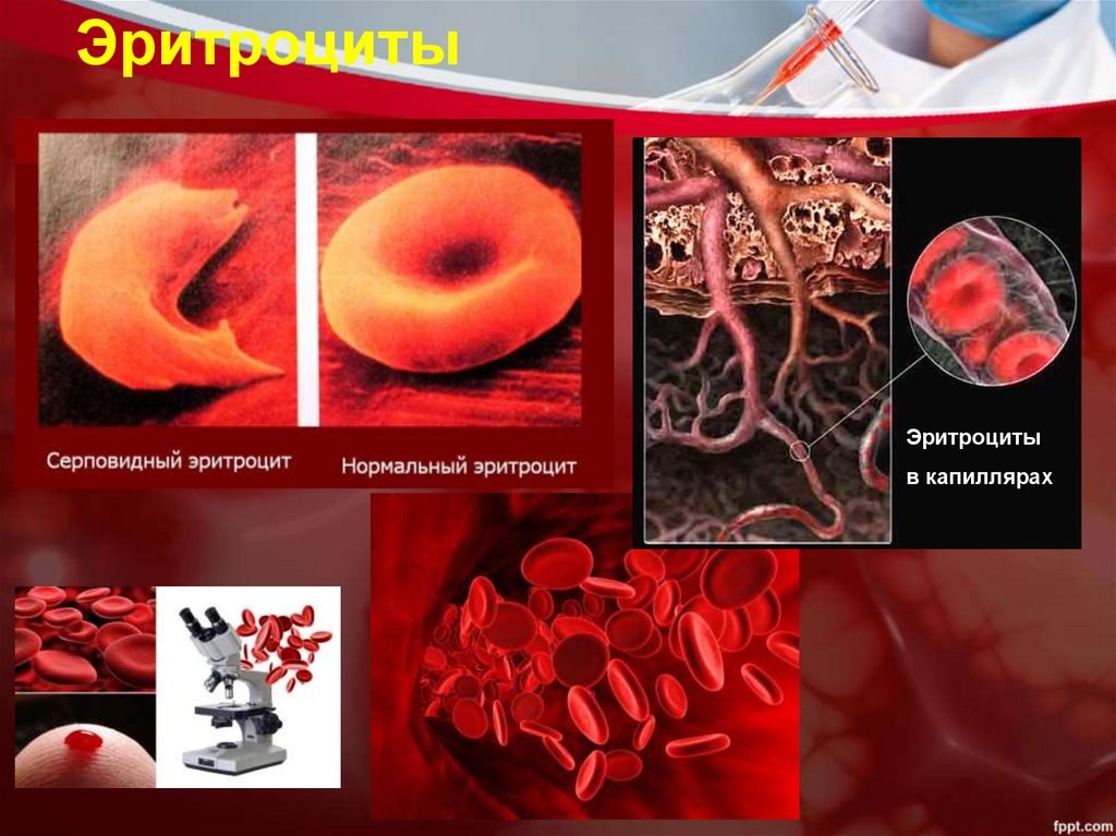 Эритроциты