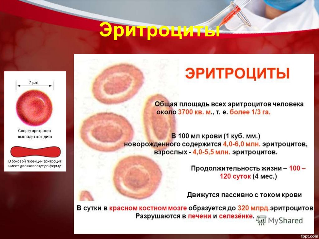 Эритроциты