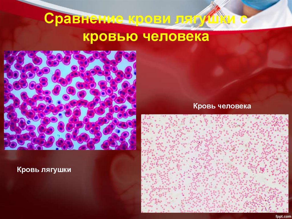 Сравнение крови лягушки с кровью человека