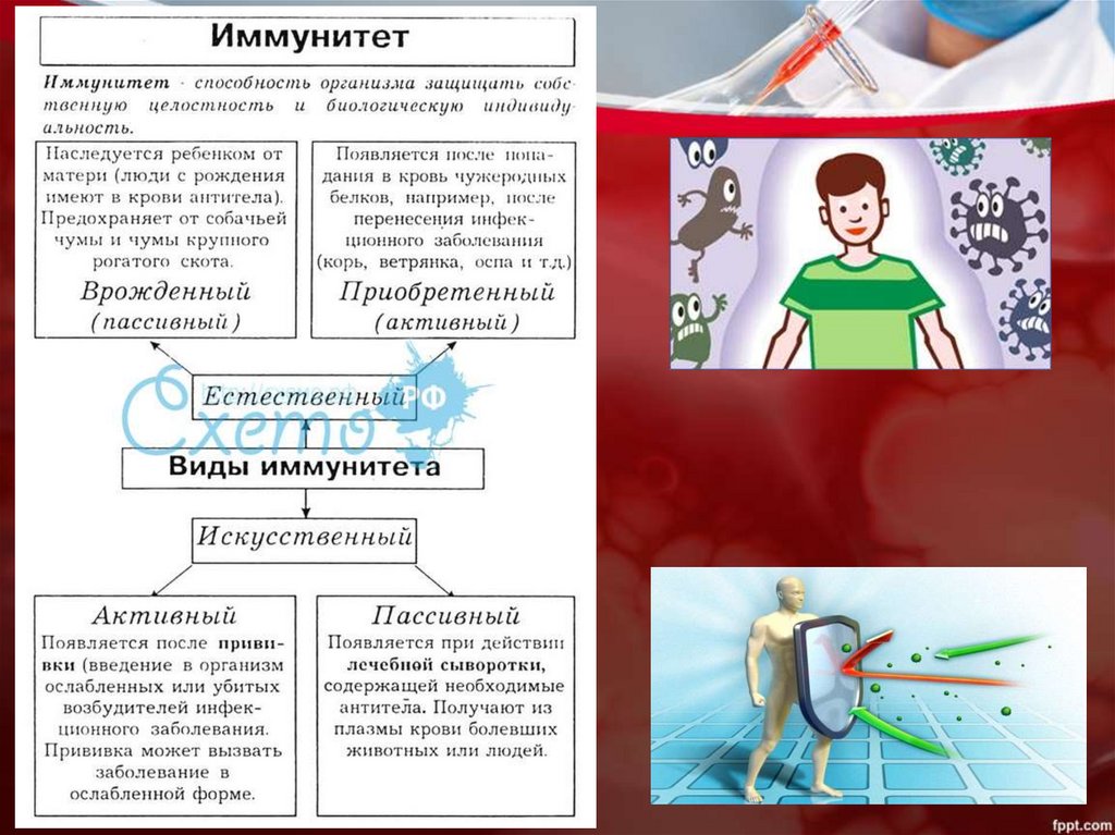 Внутренняя среда организма кровь иммунитет презентация