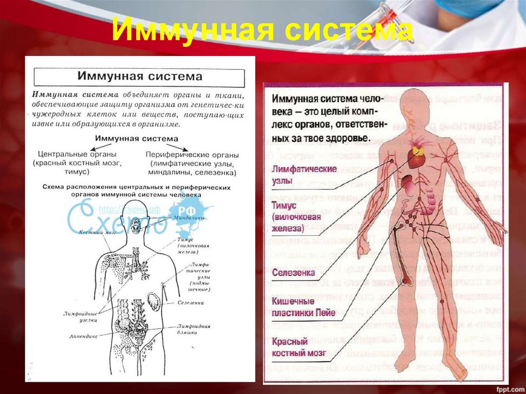 Внутренняя среда организма иммунитет тест