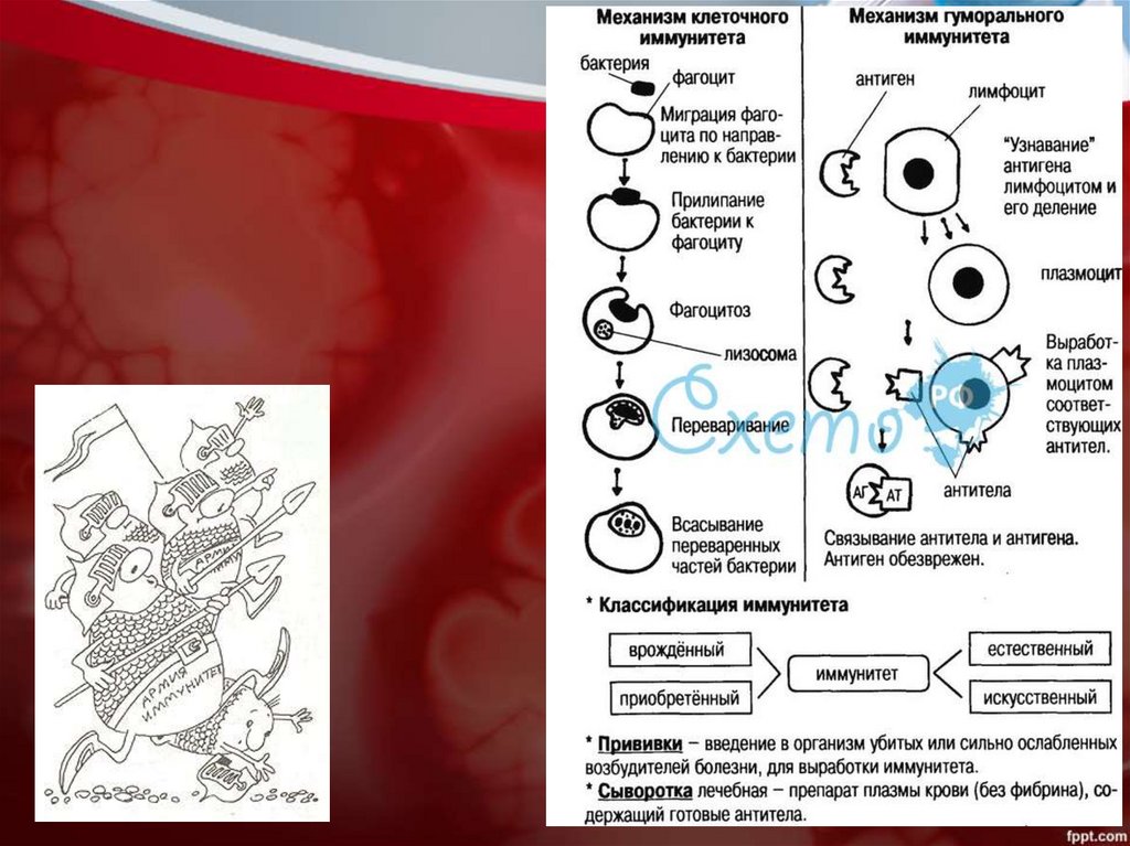 Внутренняя среда организма кровь иммунитет презентация