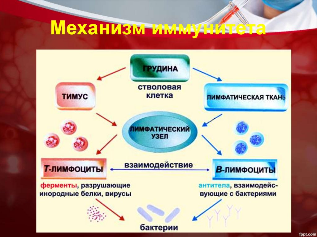 Внутренняя среда организма иммунитет тест