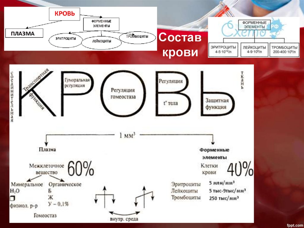 Состав крови