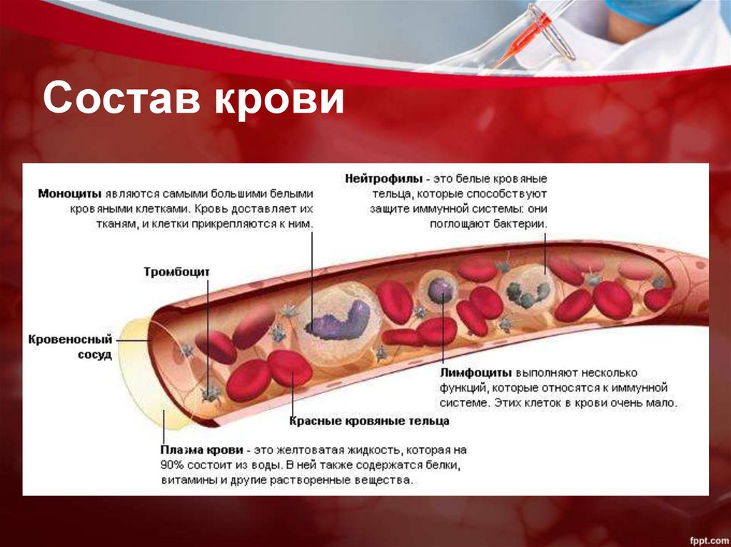 Что находится внутри крови Внутренняя среда организма. Кровь. Иммунитет - презентация онлайн