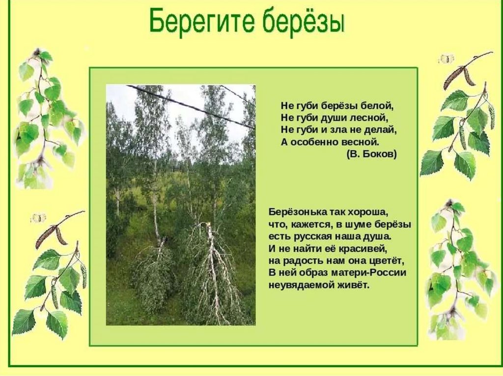 Хороша березка весной. Береза символ России. Стих Березка. Стихотворение береза. Стих про березу для детей.