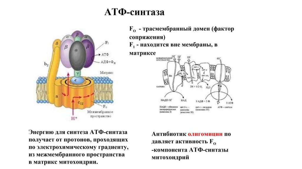Фермент синтезирующий атф. Строение 5 комплекса АТФ синтазы. Строение АТФ синтазы. Строение АТФ-синтазы механизм функционирования. Схема строения АТФ синтазы.