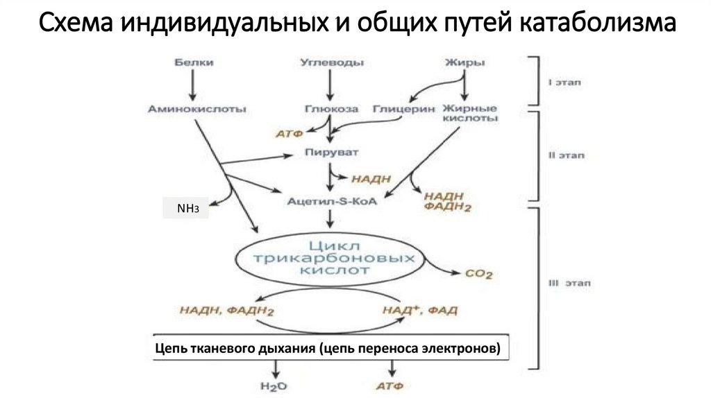 Катаболизм энергетических субстратов общая схема