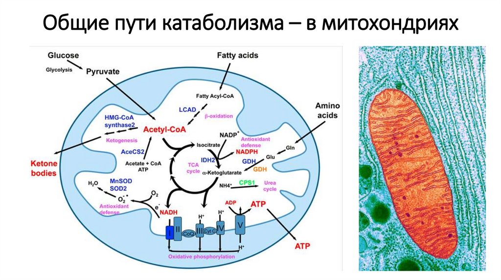 Схема общий путь катаболизма