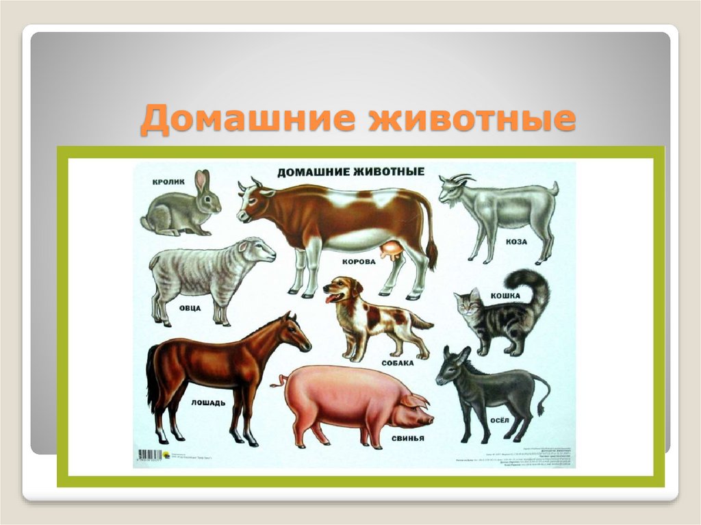 Презентация домашние животные 4 класс мир природы и человека