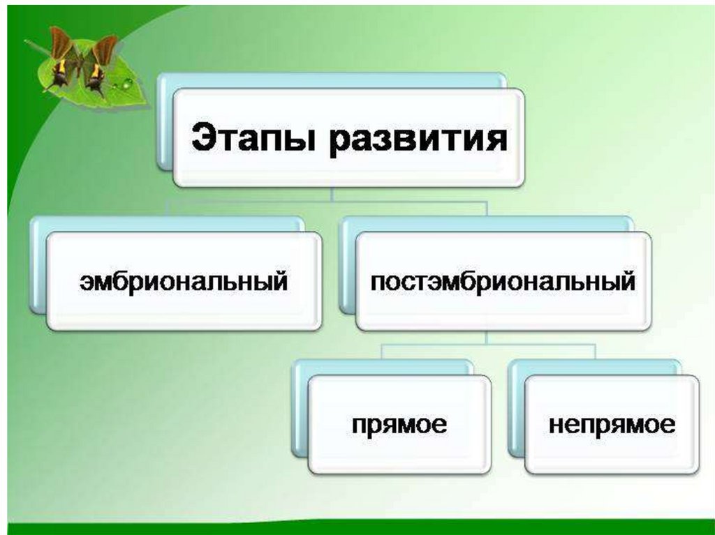 Развитие после рождения 8 класс биология презентация