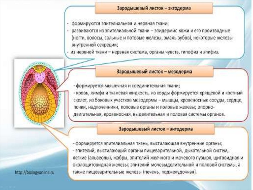 Что такое онтогенез овощного растения