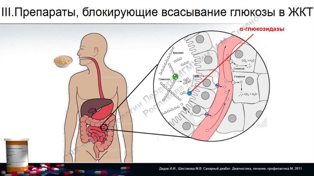 Препараты блокирующие. Препараты, блокирующие всасывание Глюкозы. Всасывание Глюкозы. Всасывание таблеток. Всасывание Глюкозы в кровь.