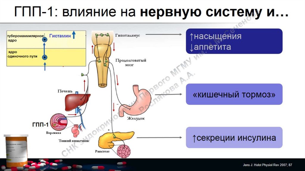 Влияние 1. Влияние сахарного диабета на нервную систему. Влияние голода на нервную систему. ГПП-1 организация. Гпп1 функция в организме.