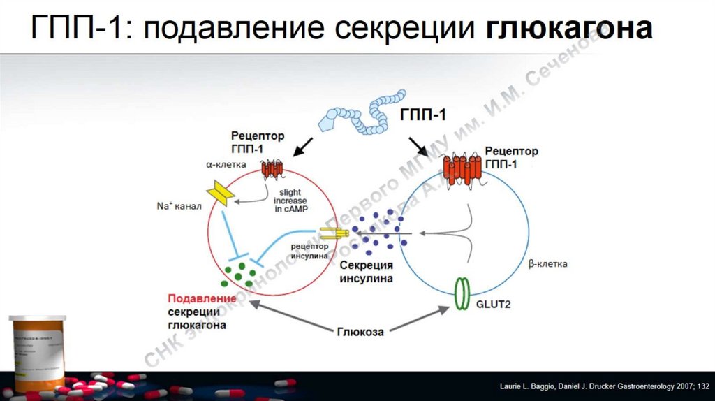 Гпп 1 препараты. Тип секреции глюкагона. Угнетение секреции инсулина. Рецептор глюкагона. Препараты для подавления секреции инсулина.