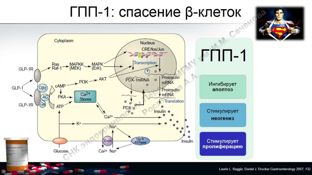 Глюкагоноподобный пептид. ГПП 1 механизм действия. ГПП-1 препараты механизм действия. Агонисты ГПП-1 механизм действия. Физиологические эффекты ГПП 1.