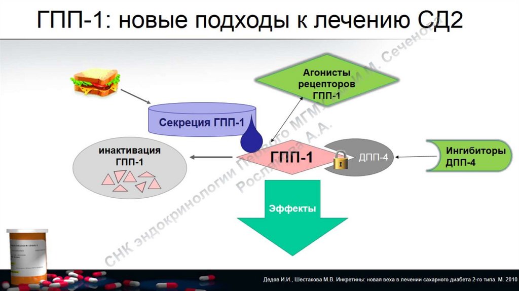 Гпп 1 препараты. Механизм действия агонистов ГПП 1. Агонисты рецепторов ГПП-1 механизм. Агонисты ГПП-1 препараты механизм действия. Эффекты агонистов ГПП 1.