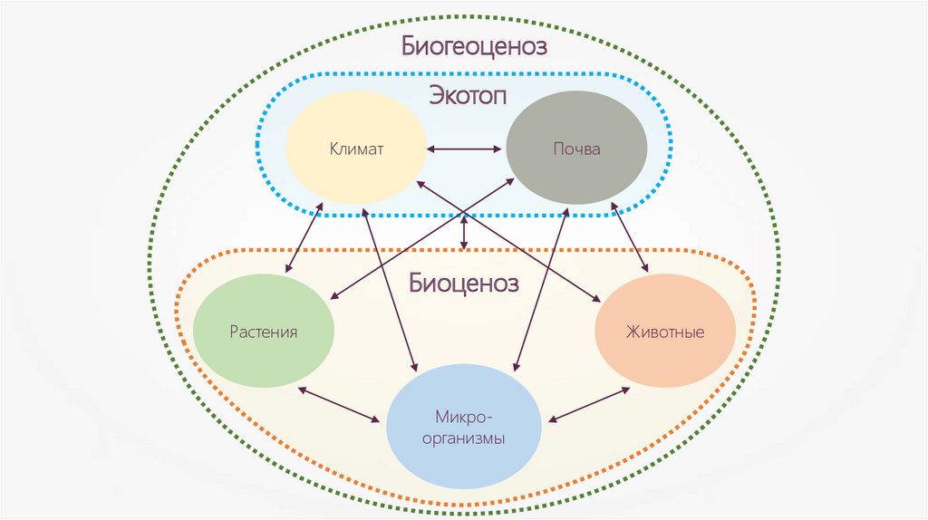 Примером биогеоценоза может служить организм человека. Экосистема биоценоз Экотоп. Структура биогеоценоза схема. Биогеоценоз биотоп биоценоз. Биогеоценоз и его компоненты.