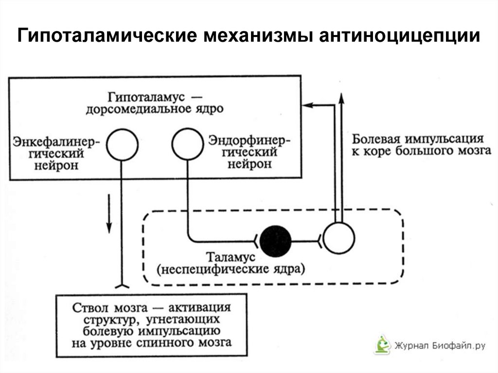 Болевой анализатор физиология презентация