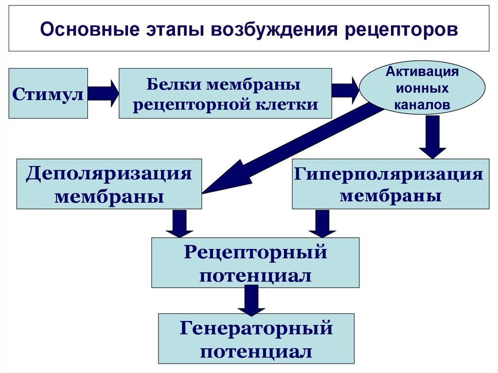 Общее возбуждение. 4. Общие механизмы возбуждения рецепторов.. Общие механизмы возбуждения рецепторов физиология. Механизм возникновения возбуждения в рецепторах. Механизм возникновения возбуждения в рецепторах физиология.