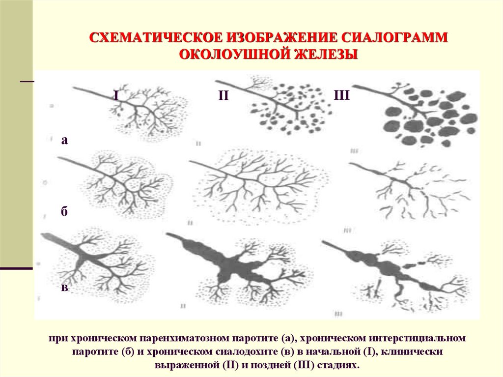 Тест железы