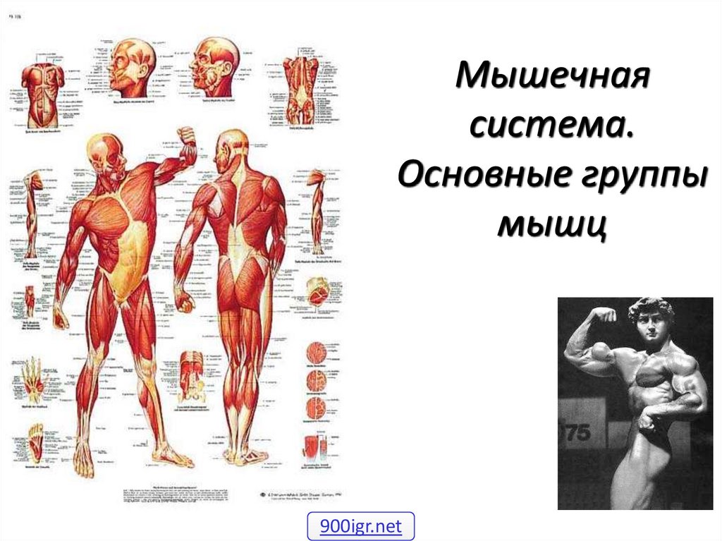 Работа и функции мышц. Мышечная система. Анатомия мышечной системы. Функции мышечной системы человека. Основные группы мышц.