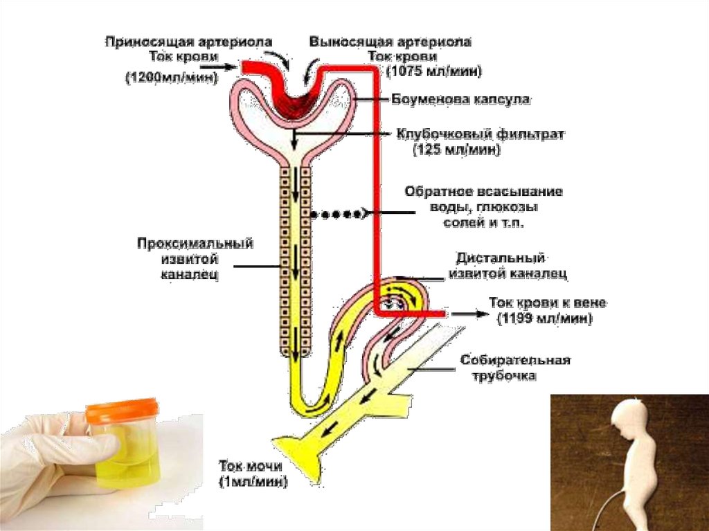 Выделительная система человека 8 класс презентация биология