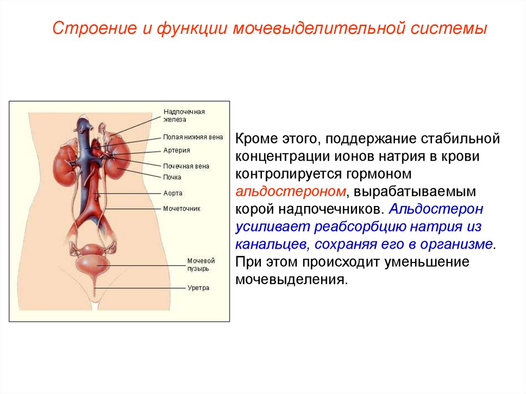 Выделительная система человека. Функции выделительной системы 8 класс функции. Строение и функции органов мочевыделительной системы. Выделительная система человека 8 класс биология. Анатомия выделительная система 8 класс.