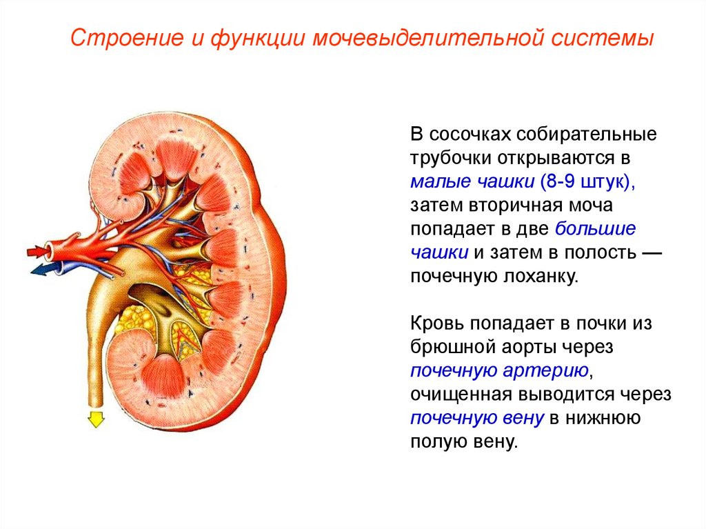 Строение 8. Строение собирательных почечных трубочек. Мочевыделительная система строение почки. Анатомия мочевыделительной системы строение почки. Функции выделительной системы 8 класс.