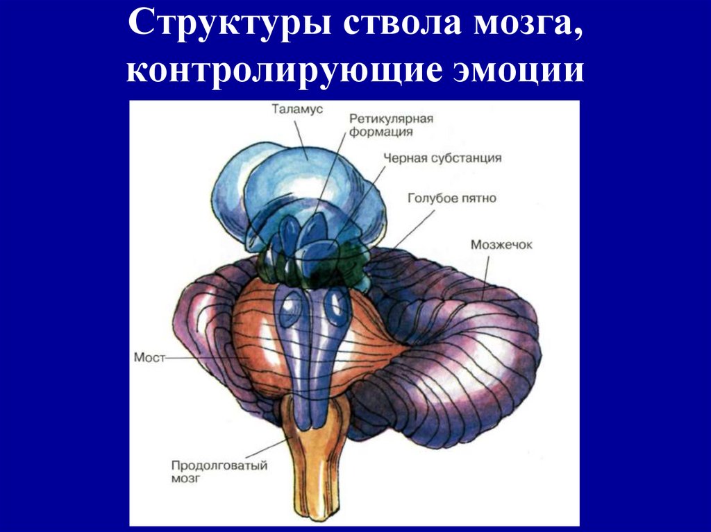 Ствол головного мозга включает отдел. Отделы мозгового ствола и промежуточного мозга. Структуры ствола мозга. Строение ствола мозга. Мозговой ствол строение.