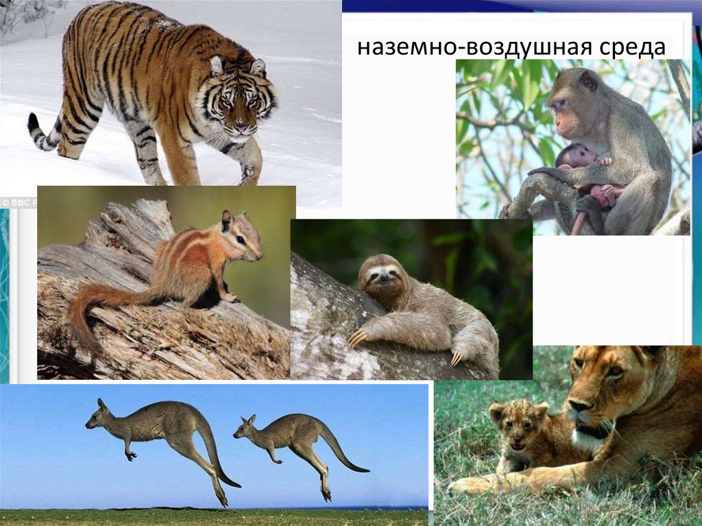 Животные из каждой среды обитания. Млекопитающие наземно воздушной среды. Среда обитания млекопитающих. Наземно-воздушная среда. Назеиновоздушная среда.