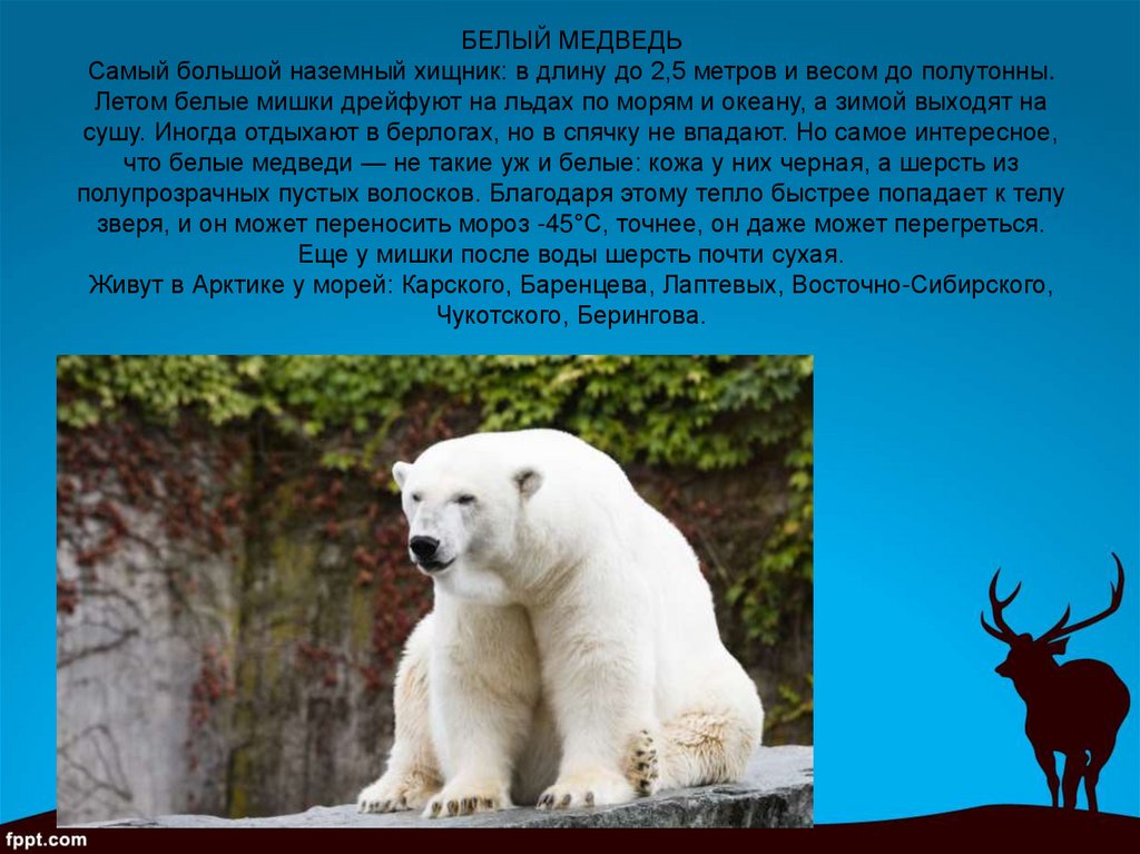БЕЛЫЙ МЕДВЕДЬ Самый большой наземный хищник: в длину до 2,5 метров и весом до полутонны. Летом белые мишки дрейфуют на льдах по