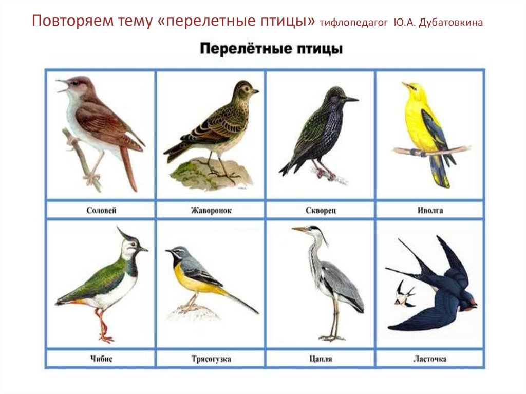 Тематическое планирование тема перелетные птицы. Перелетные птицы.