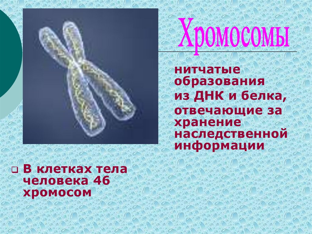 46 хромосом 1. Вещество в котором хранится наследственная информация клетки. Нитчатый белок пример. Нитчатые структуры белковой природы.