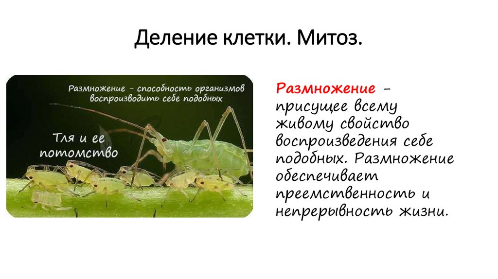 Деление клетки. Митоз.