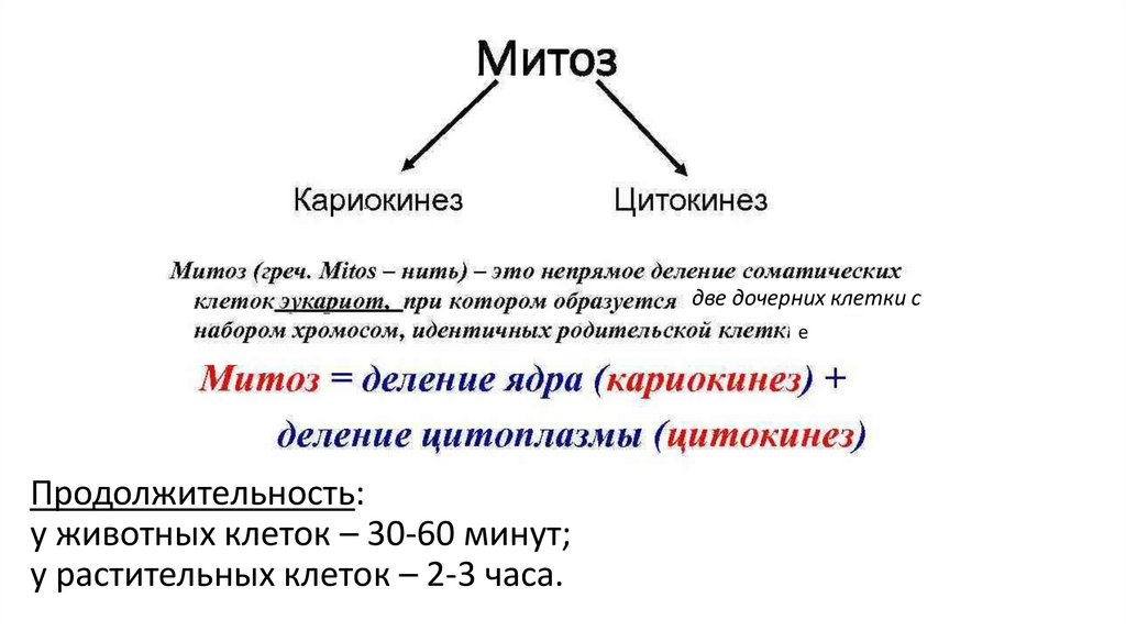Продолжительность: у животных клеток – 30-60 минут; у растительных клеток – 2-3 часа.