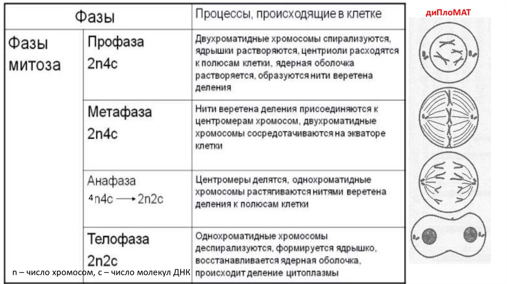 Характеристика митоза рисунок