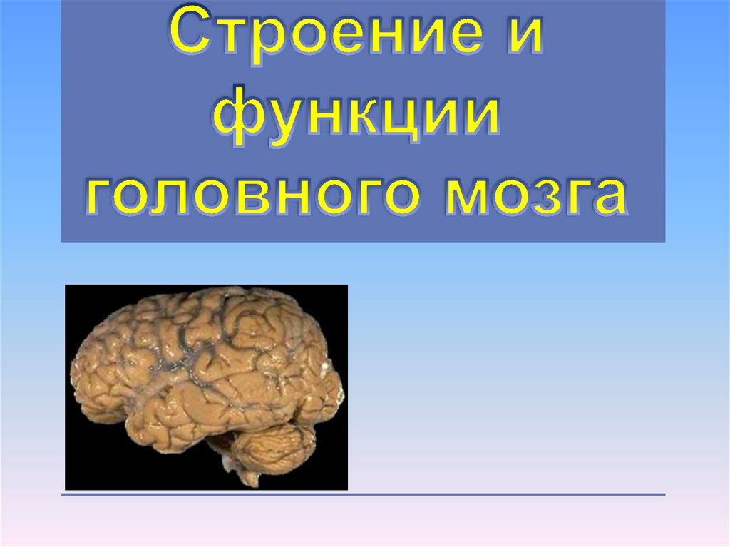 Функции мозга биология. Презентация на тему головной мозг. Головной мозг по биологии. Головной мозг биология 8 класс. Строение головного мозга презентация.