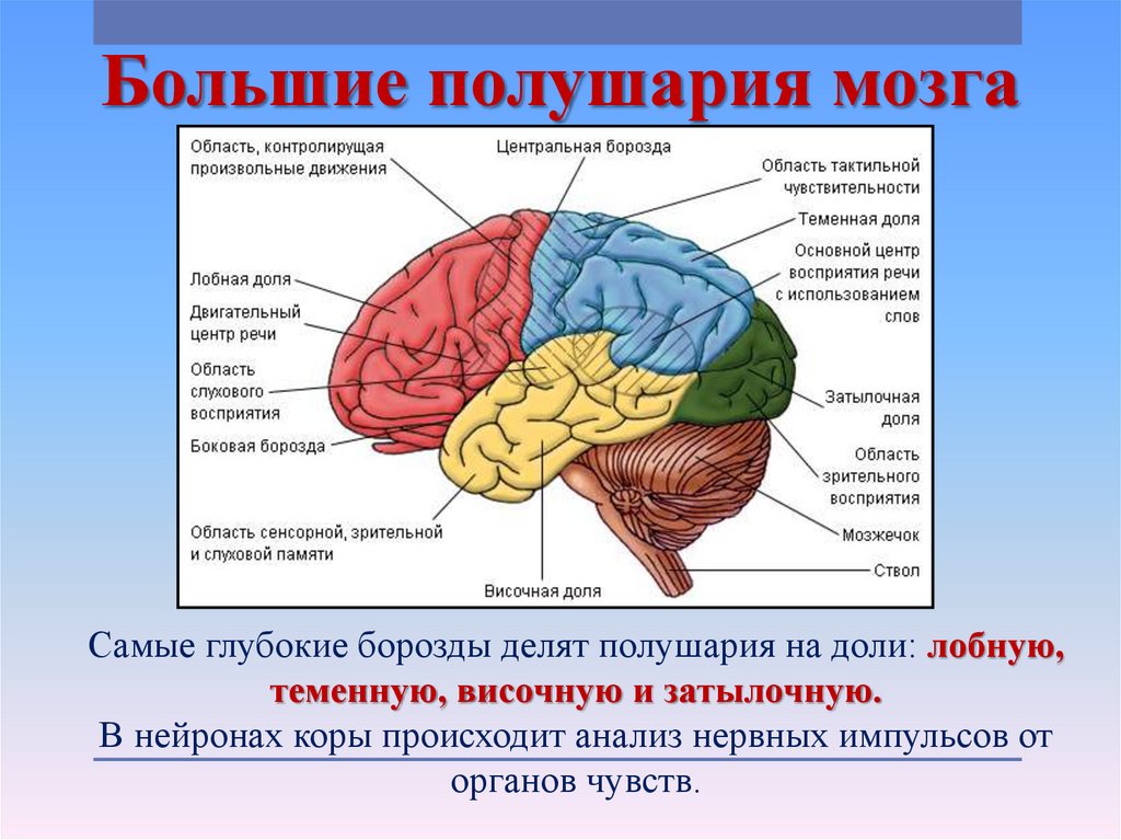 Основные доли мозга. Затылочные доли коры головного мозга. Базальные отделы лобных долей мозга. Базальные отделы височной доли.