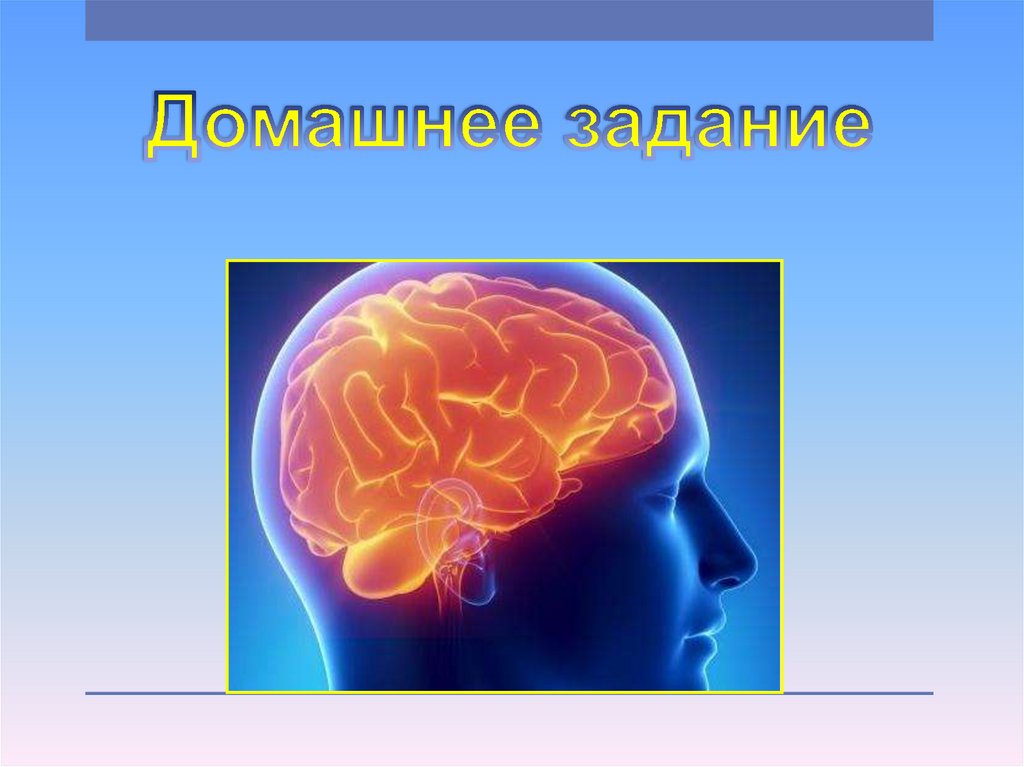 Строение головного мозга презентация 8 класс. Внешнее строение продолговатого мозга. Строение человеческого мозга и его функции.