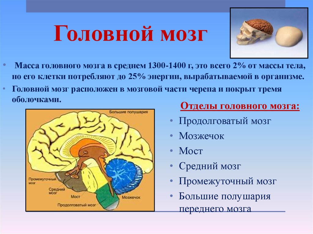 Головной мозг человека включает. Головной мозг. Строение головного мозга. Анатомия структур головного мозга. Головной мозг конспект анатомия.