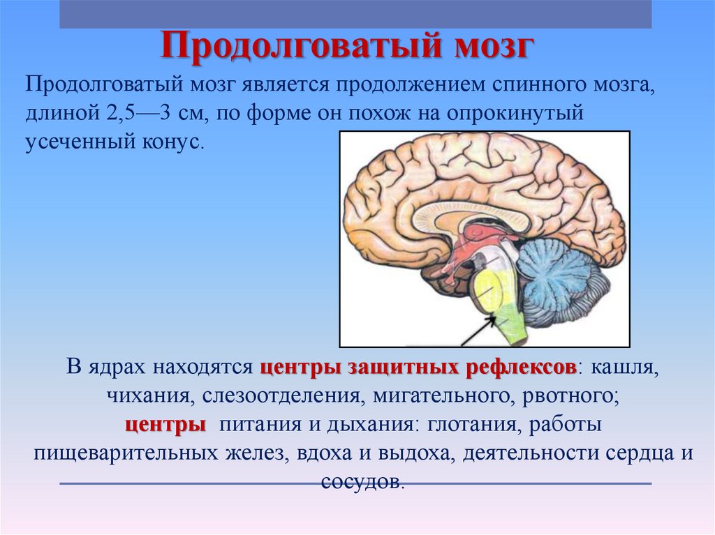 Роль продолговатого мозга